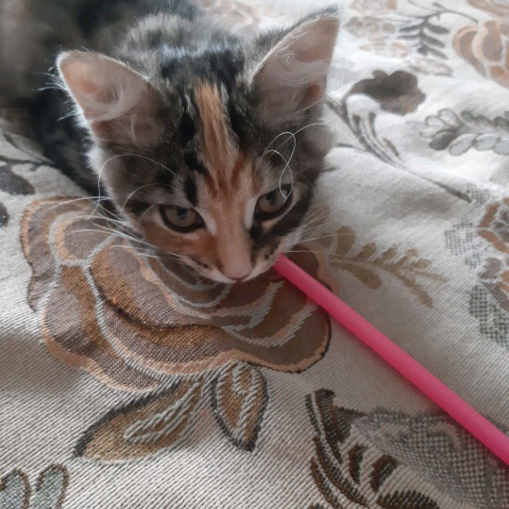 Кот Атос