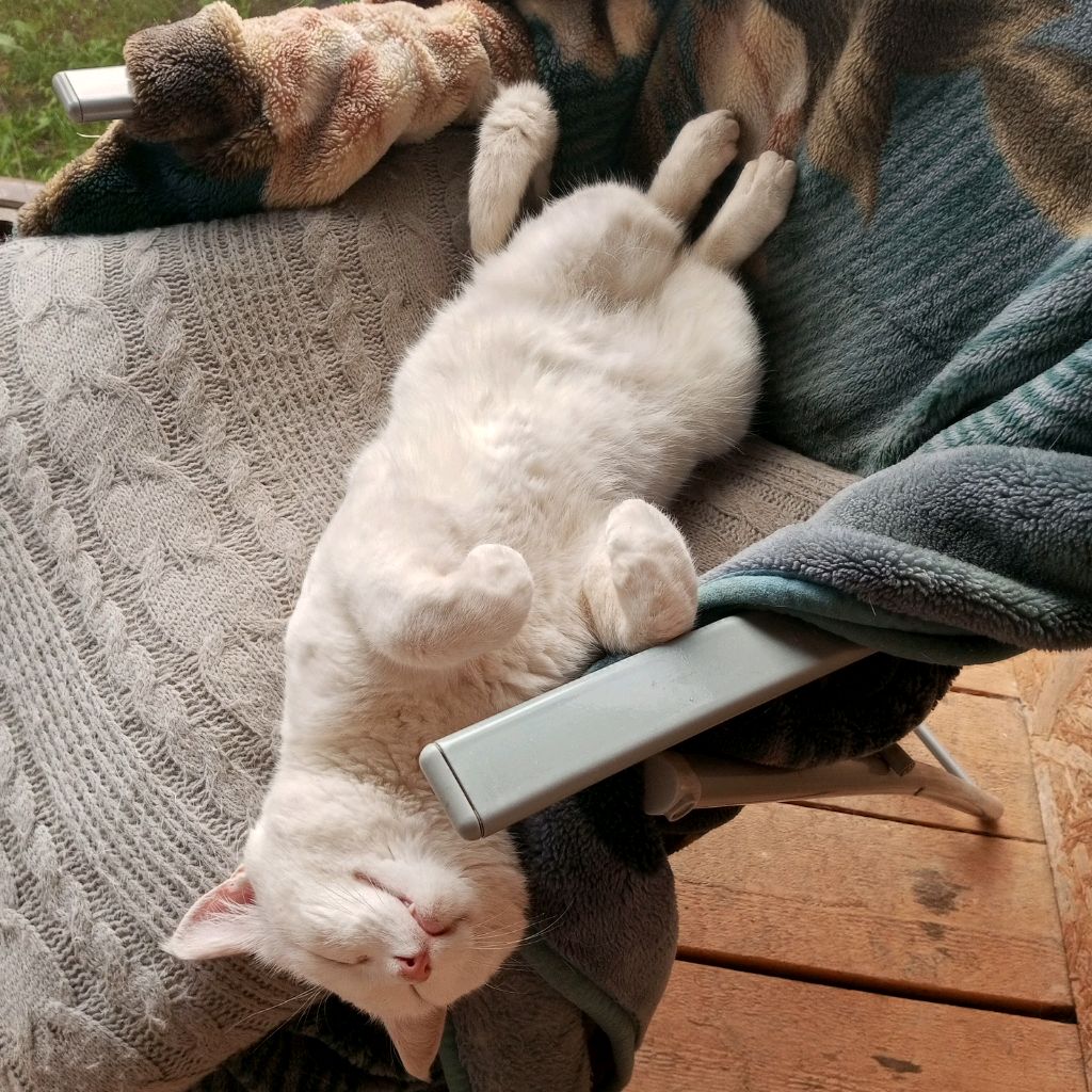 Мой Любимый Котик Лайк