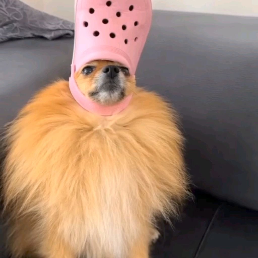 Собакен.