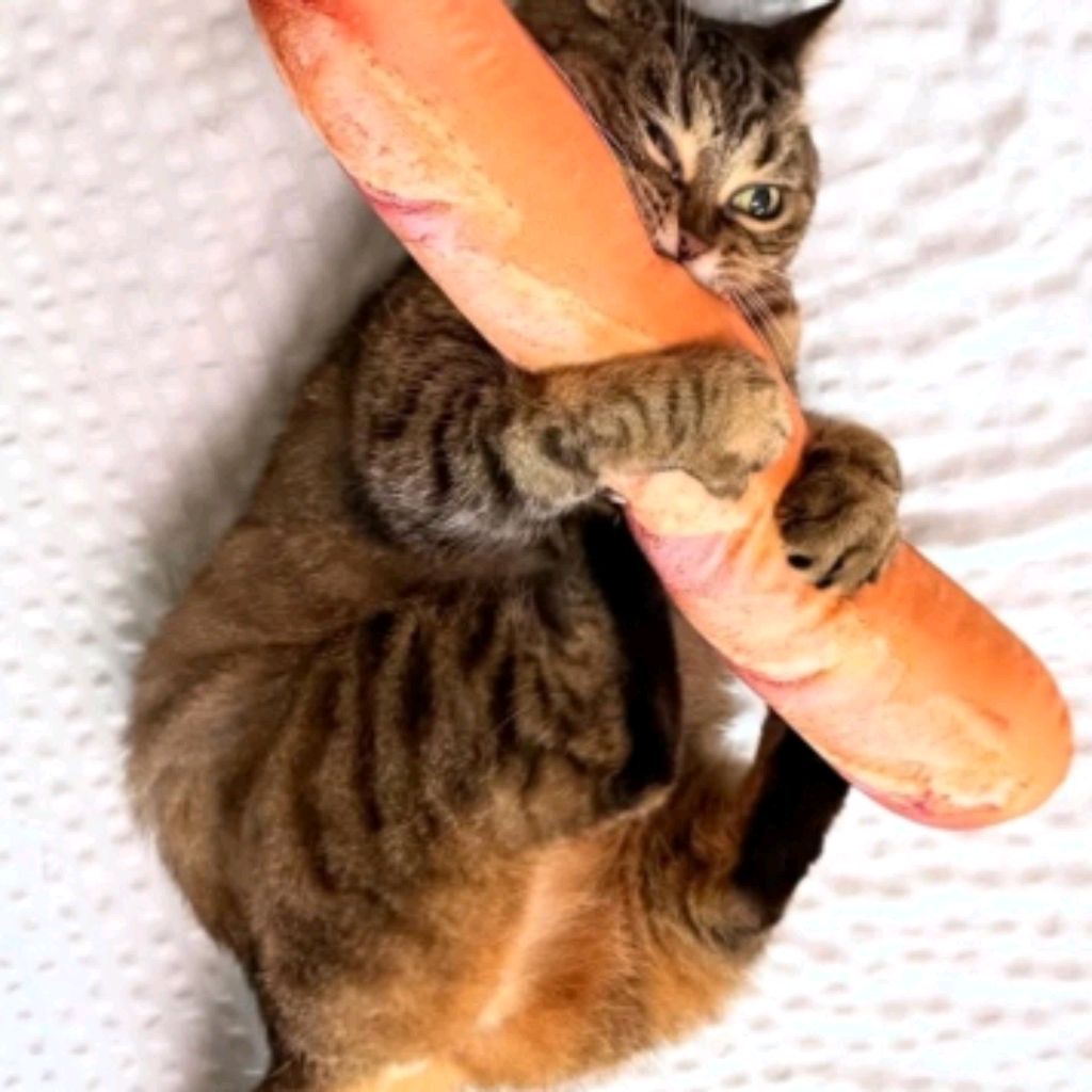 Gyikgdtik