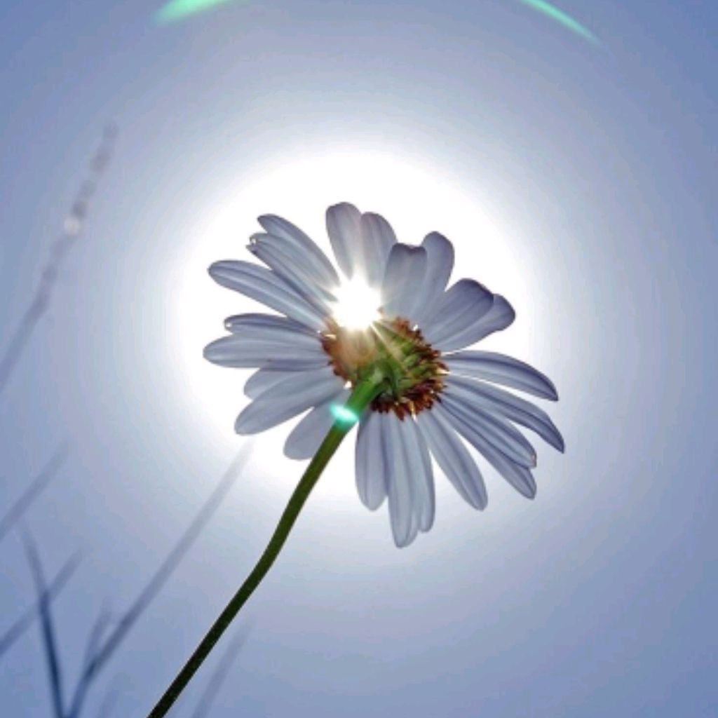 🌼ROMASHKA🌼 ✓