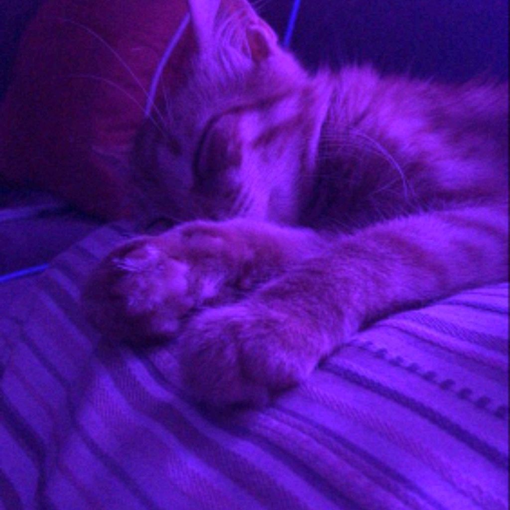 Котuк