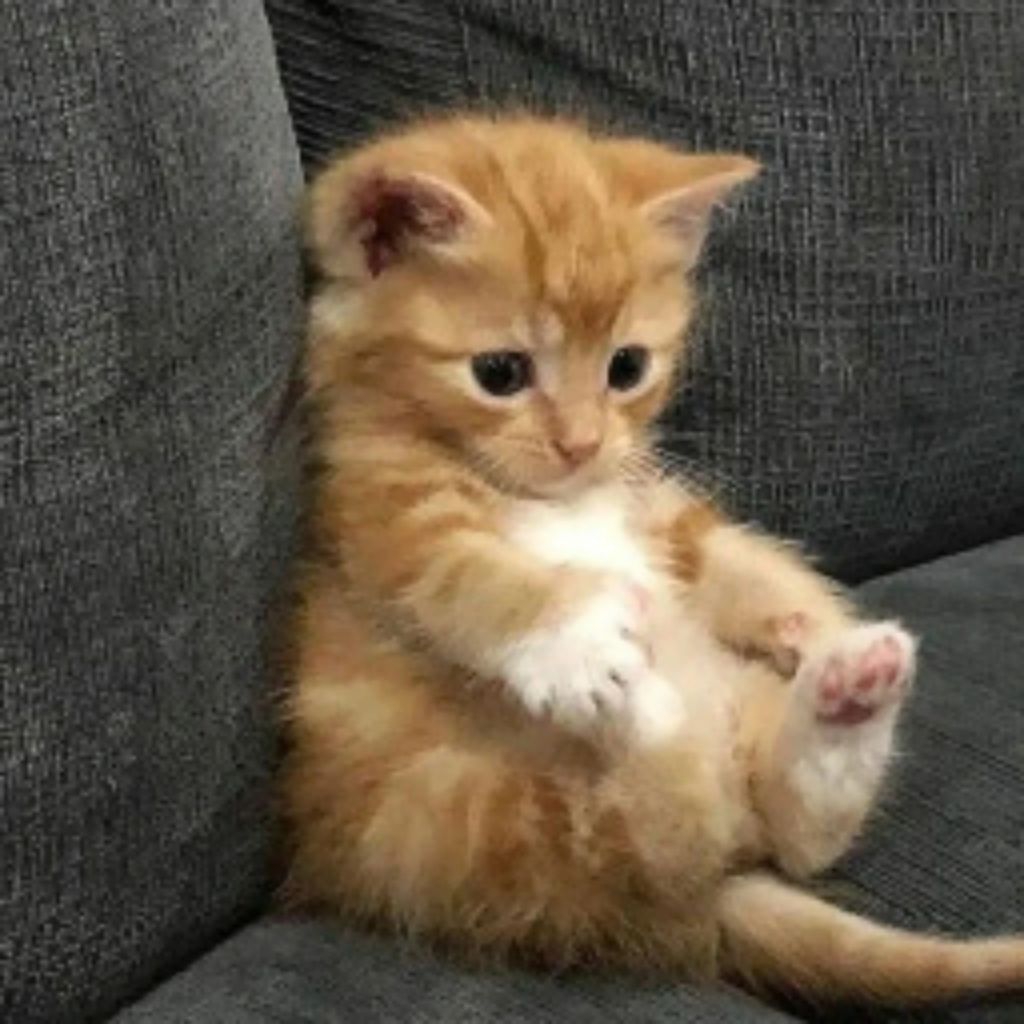 Милый Котик