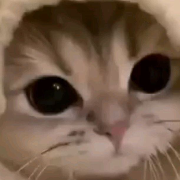 ((🐱★~~~КОТИ КРИСТЮША~~~★🐱))