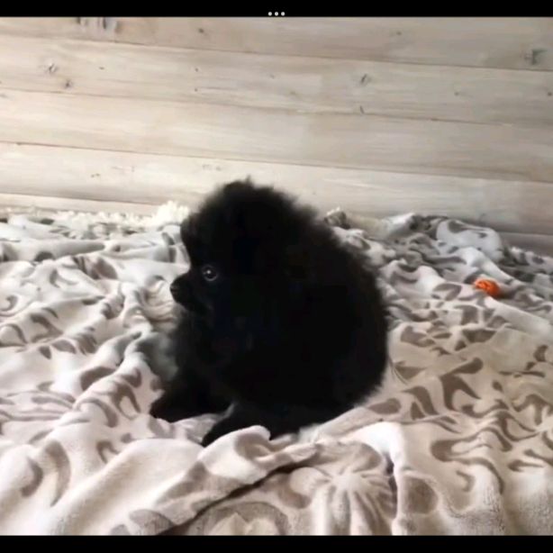 Элис БЯ фанатка корги кекса