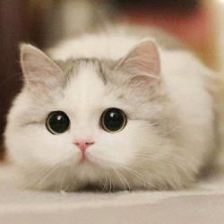 Анчикс