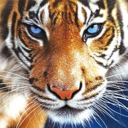 Tigr_rus