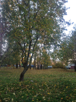 Stasnestr