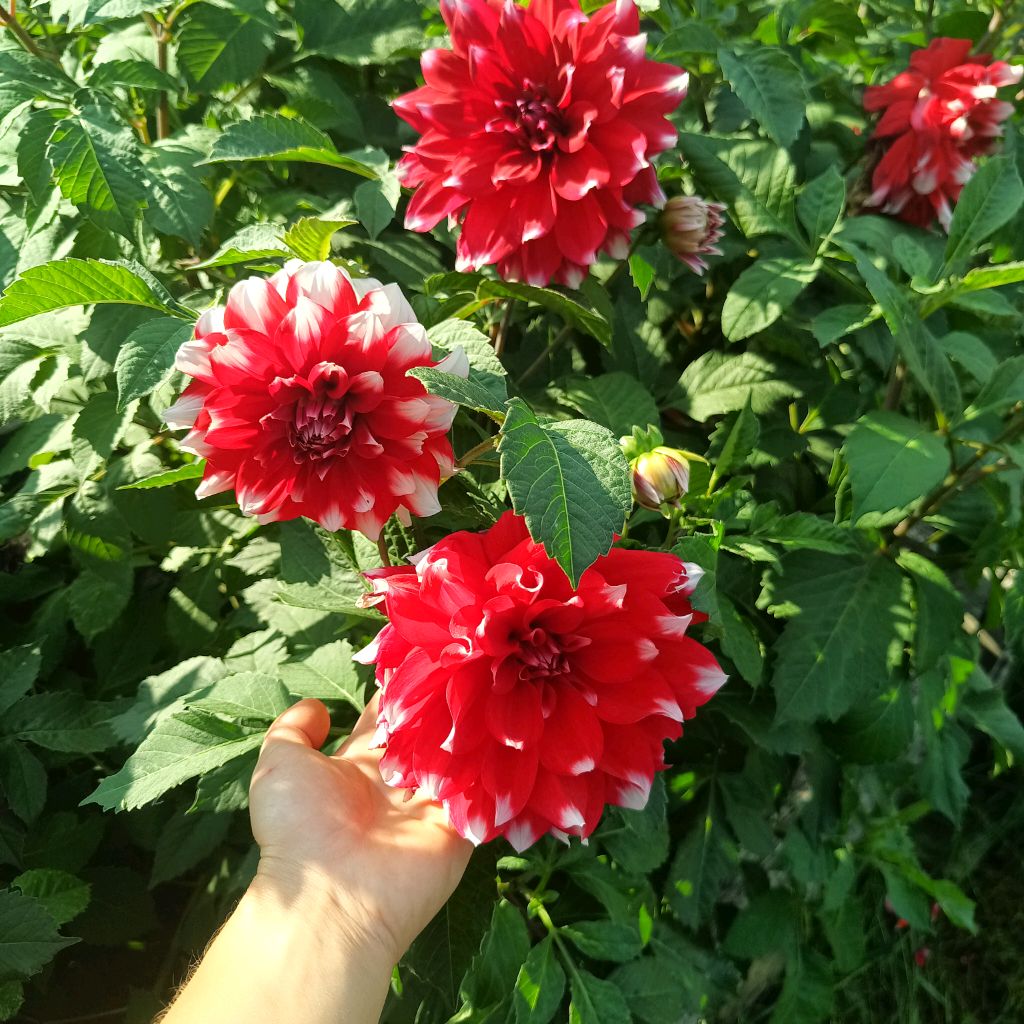 Лилия