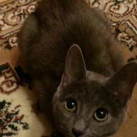 Ксения Чир