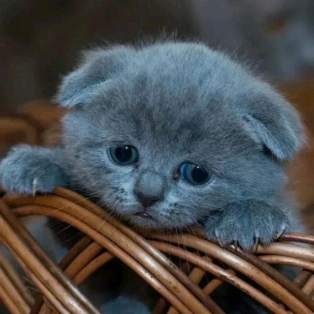 🩷Милый❤️🔥котик🐱