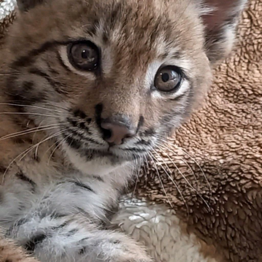 ꧁LYNXМИРАLYNX꧂