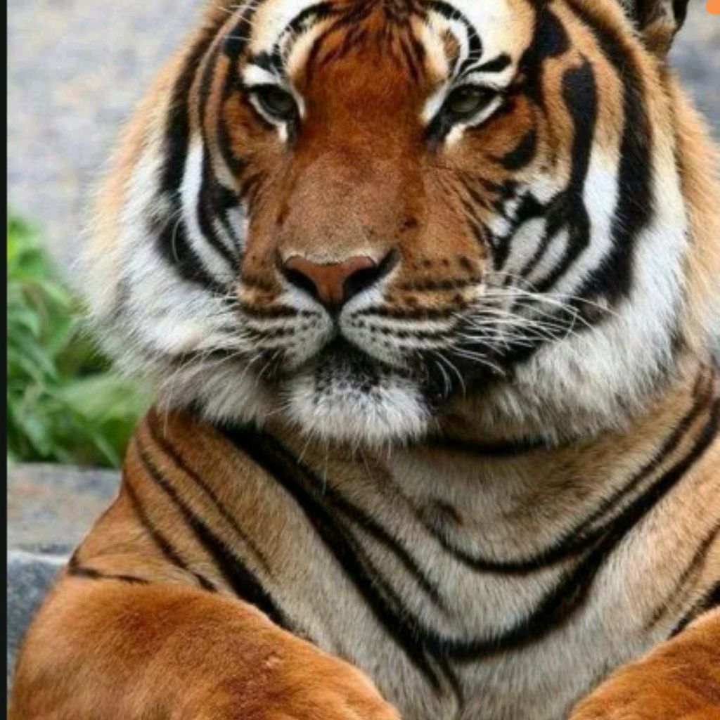 Тигр