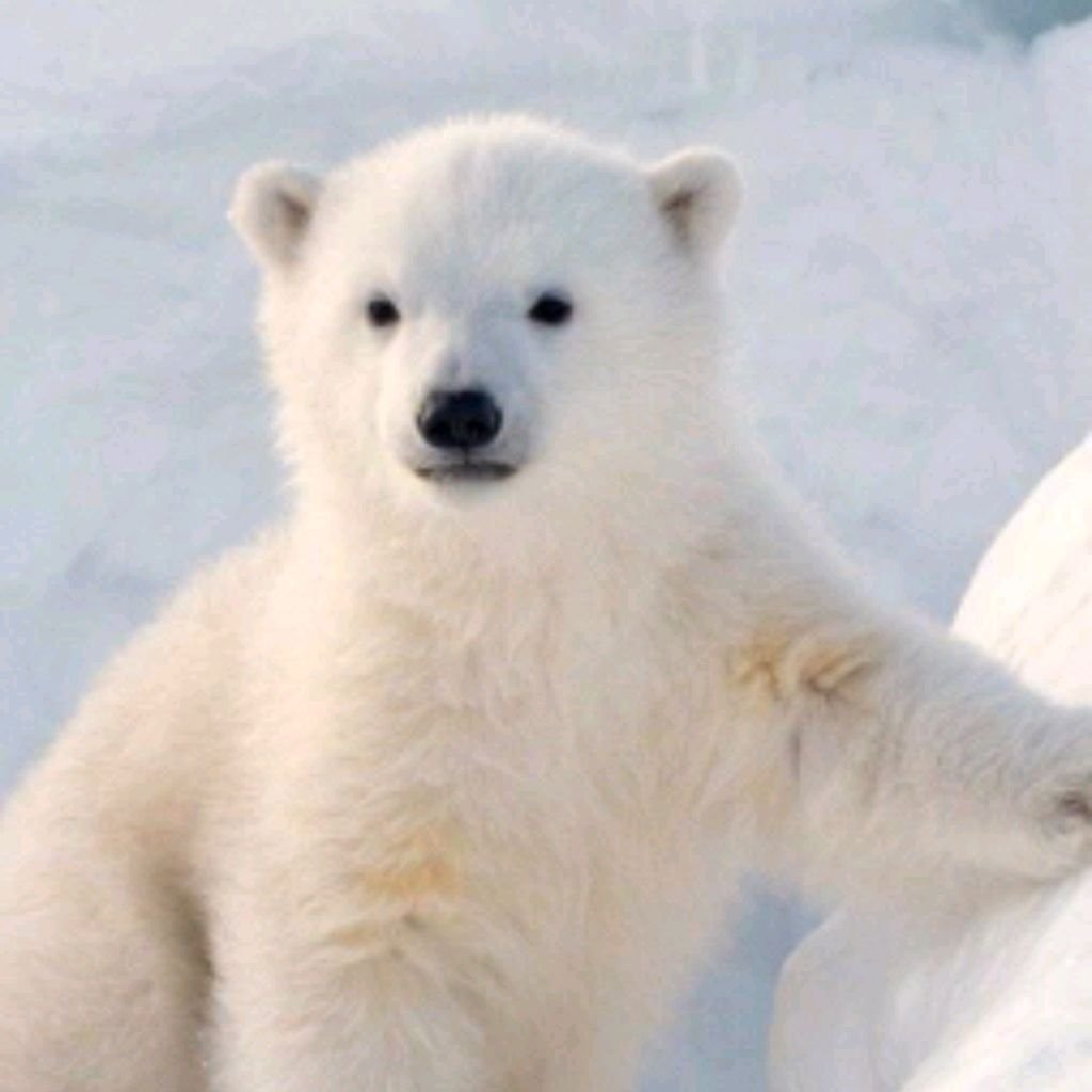 🐻❄️