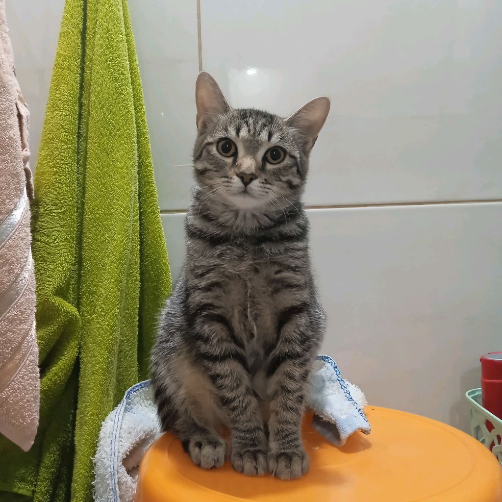 У Меня Тут Кот
