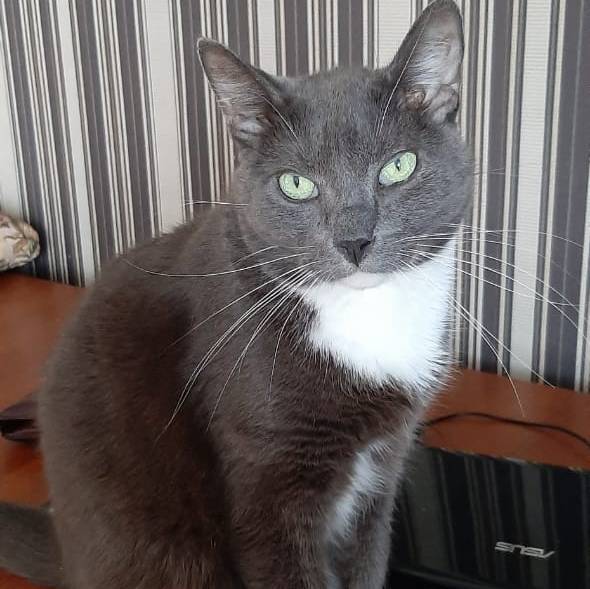 Gato Plateado