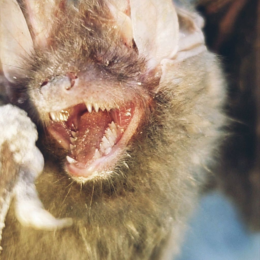 Bat Rezen