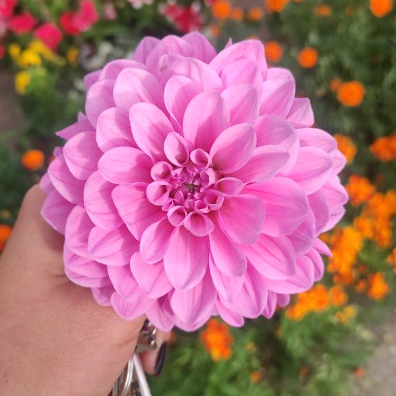 @m_a_r_i_sh_a_st