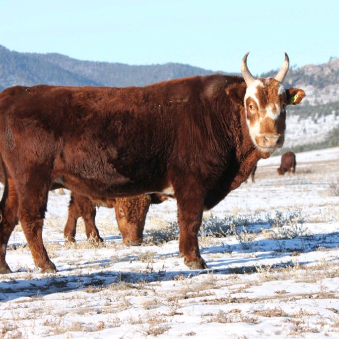 the_bellowing_cow