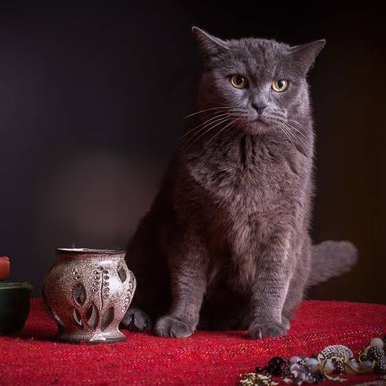 Абрикоска