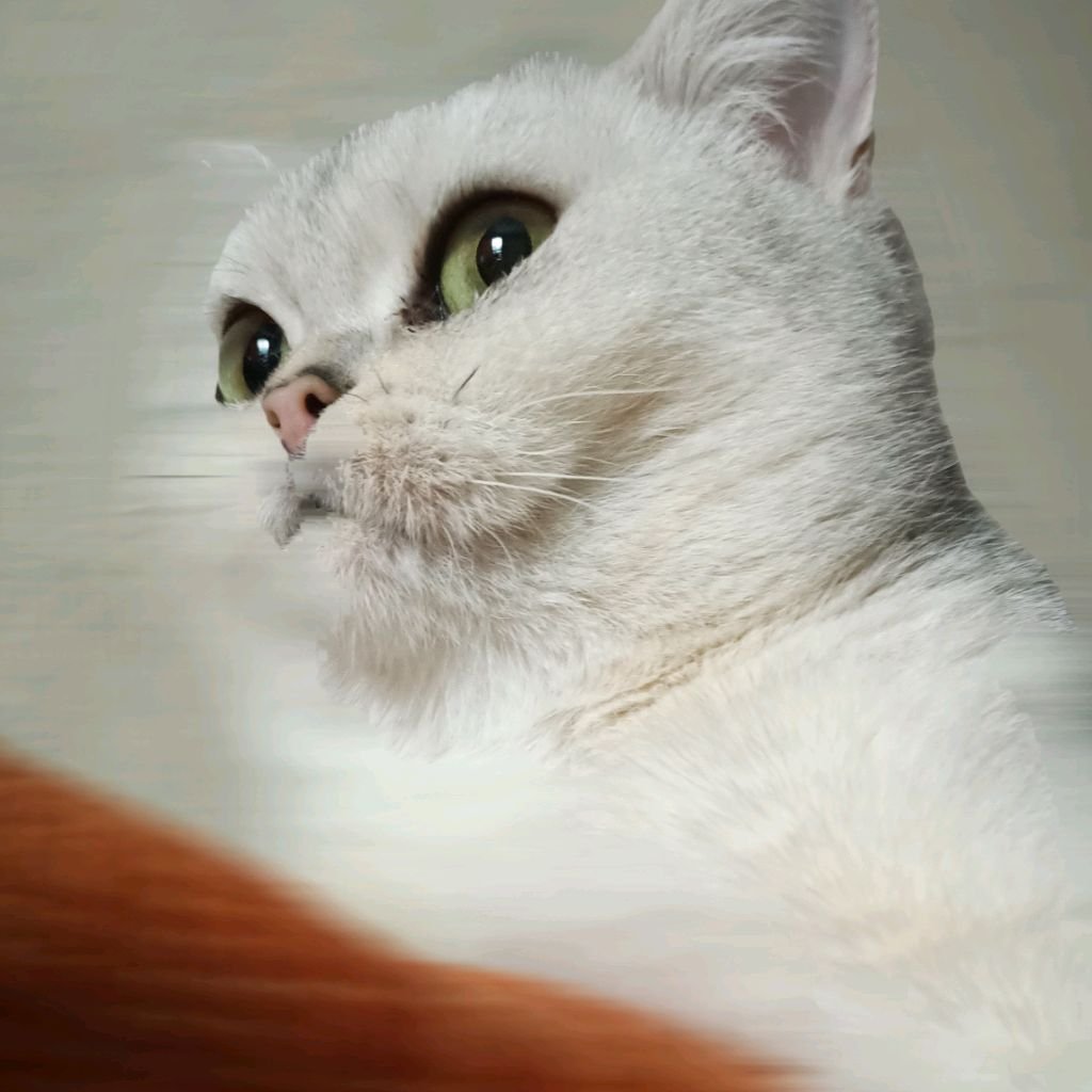 Mysoulkitty