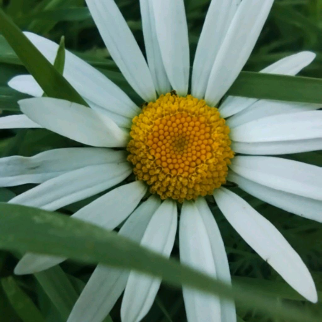 Sibylla