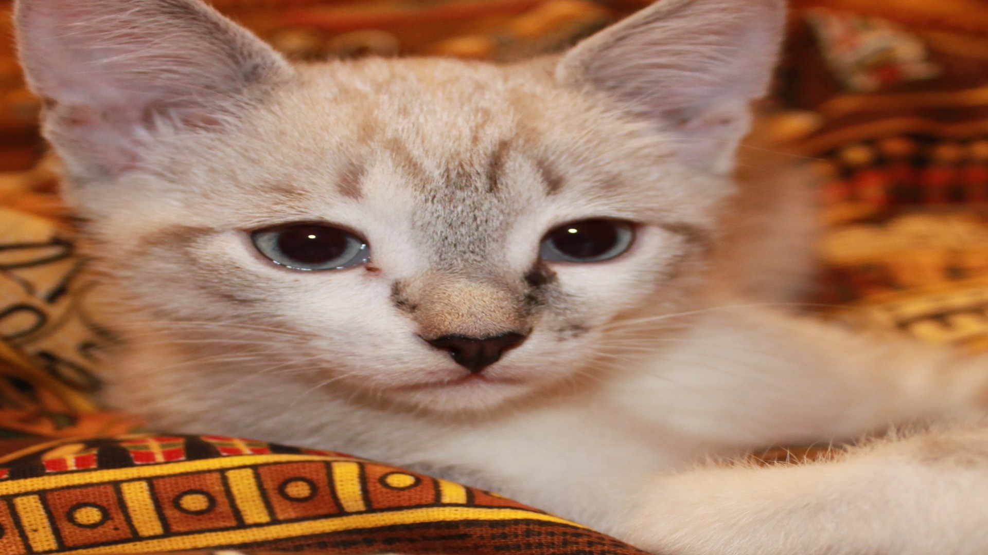 Кот