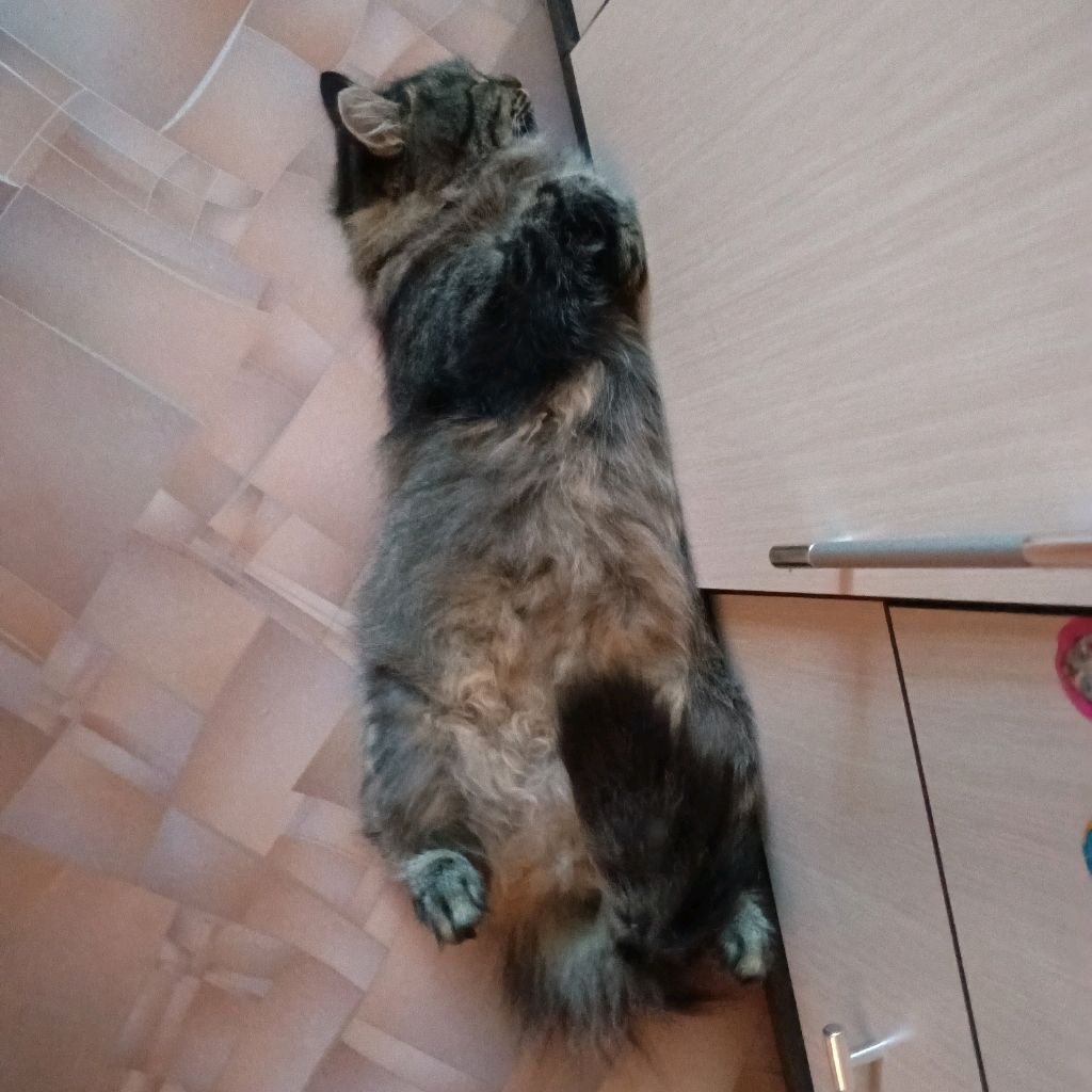 cat.rbx🔥